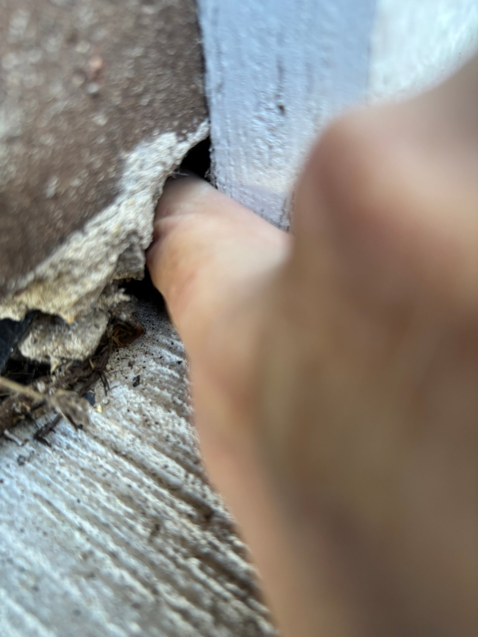 Mouse Exclusion — real work performed by Sanctuary Pest Control