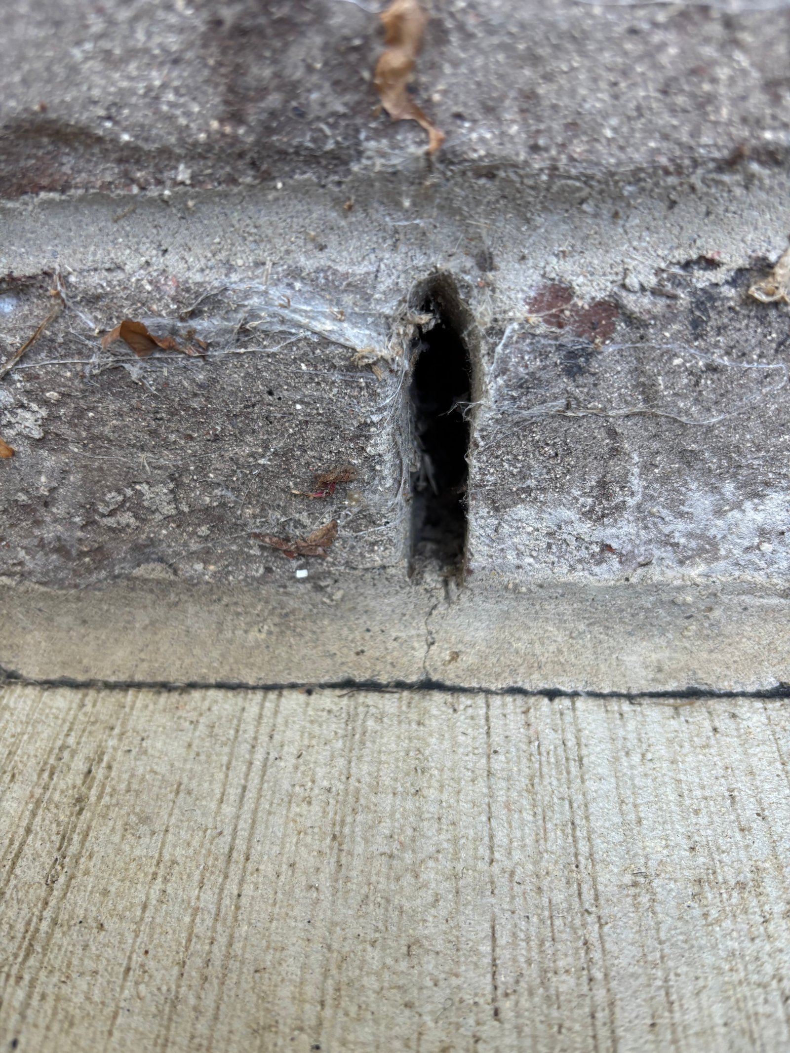 Open weep hole at the base of a brick foundation — a classic mouse entry point