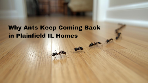Why Ants Keep Coming Back in Plainfield IL Homes and How Local Ant Control Service Solves It
